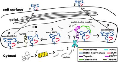 The Role of Molecular Flexibility in Antigen Presentation and T Cell Receptor-Mediated Signaling